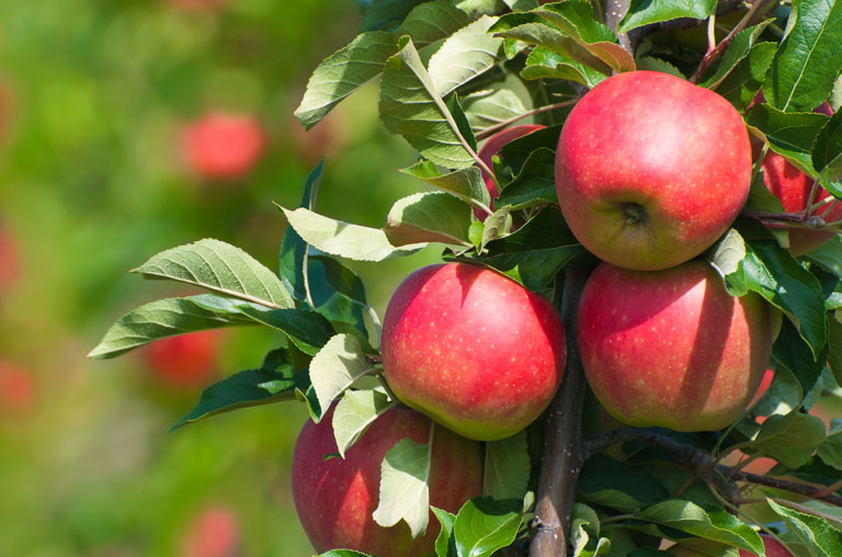 EDEKA Köhler, Göttingen, Grone, Blog, Äpfel, Obstbau Wedemeier, Regionalität, Herbst