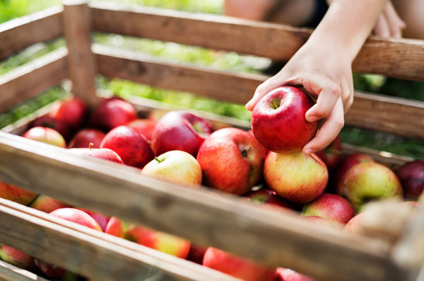 EDEKA Köhler, Göttingen, Grone, Blog, Äpfel, Obstbau Wedemeier, Regionalität, Herbst