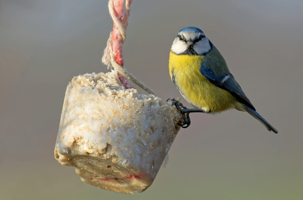 EDEKA Köhler, Göttingen, Grone, Blog, Meisenknödel, Vogelfutter, Sonnenblumenkerne